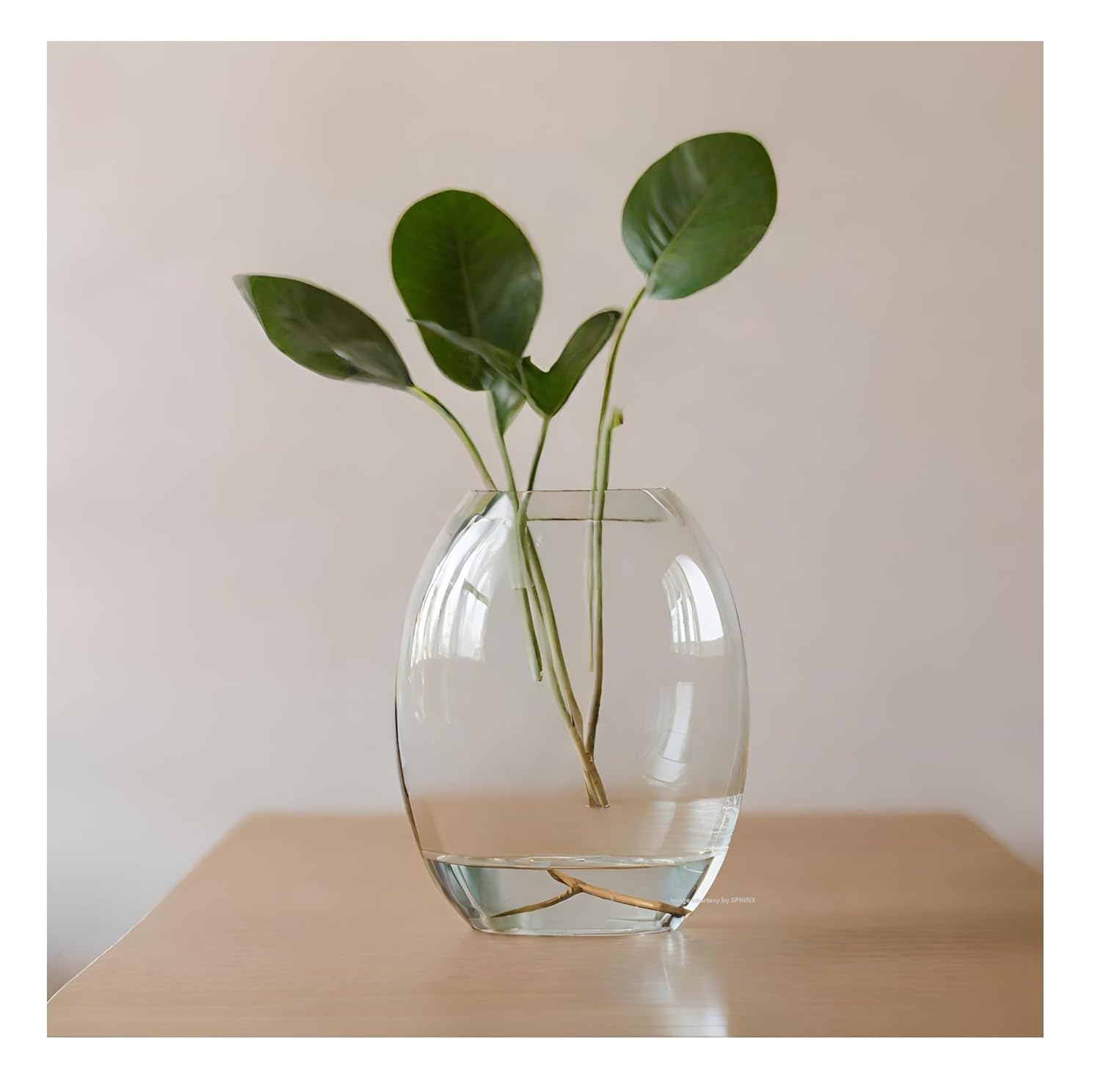 SPHINX Convex Shape Oval Shape Decorative Glass Vase for Flowers Live Plants Bamboo Money Plants Home Decor Office Living Room Table Decorations, Vases for home decor,Gift - (Height 8 Inches, 1 Piece)