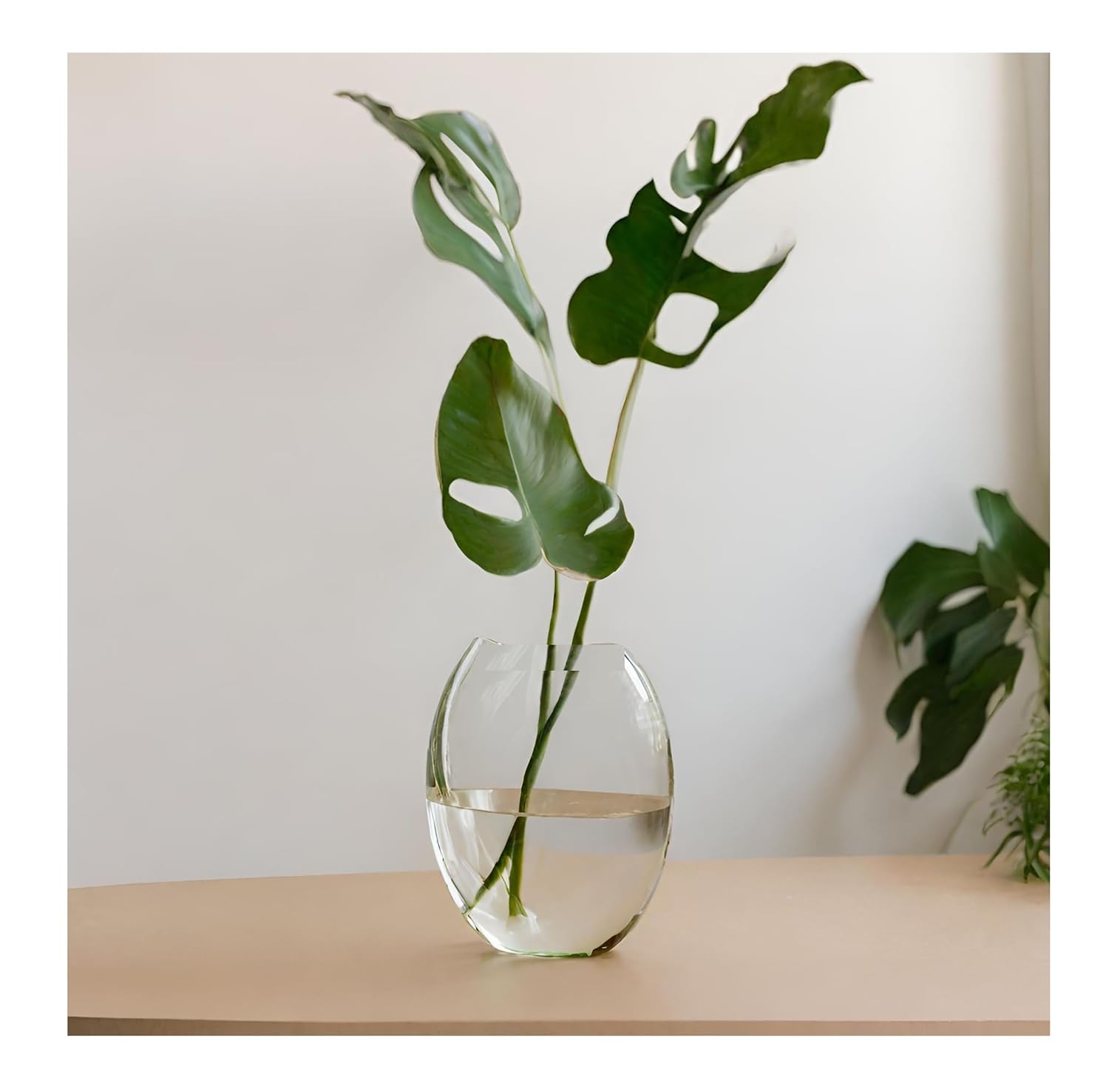 SPHINX Convex Shape Oval Shape Decorative Glass Vase for Flowers Live Plants Bamboo Money Plants Home Decor Office Living Room Table Decorations, Vases for home decor,Gift - (Height 8 Inches, 1 Piece)